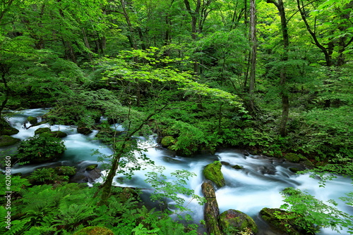 Summer green colors of Oirase River, located at Towada, Aomori, Japan