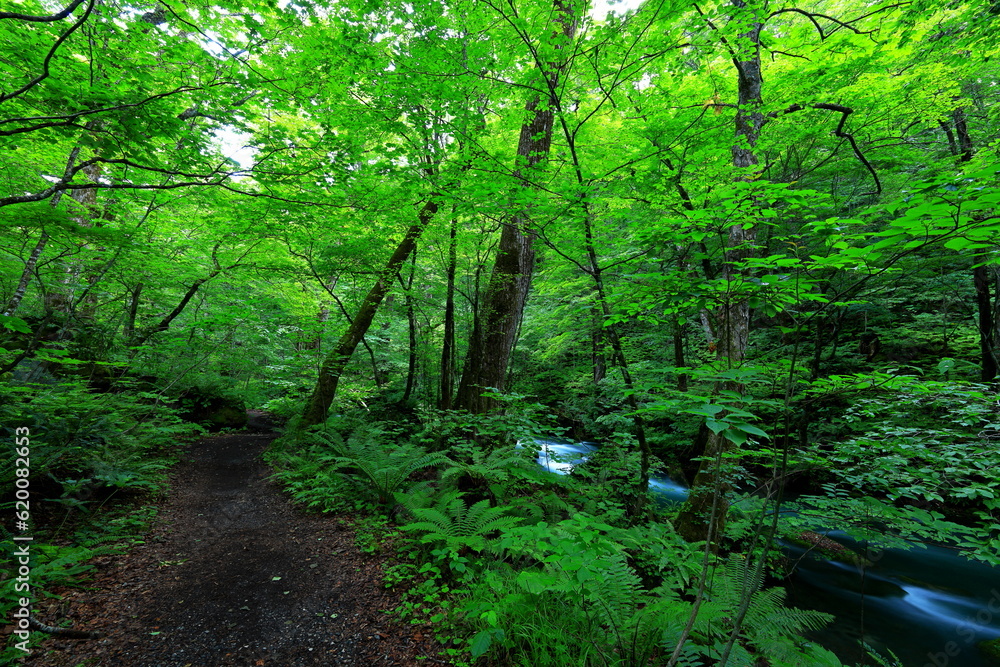 Fototapeta premium Hiking trails of Oirase River, located at Towada, Aomori, Japan