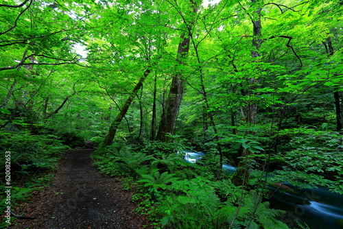 Hiking trails of Oirase River  located at Towada  Aomori  Japan