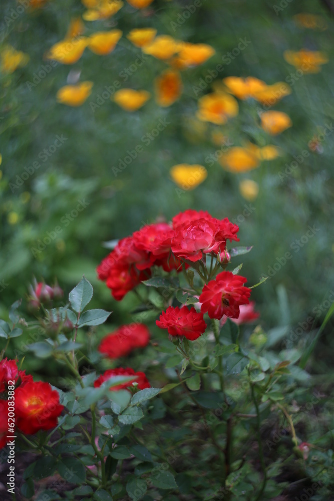 red rose in the garden red rose in the garden