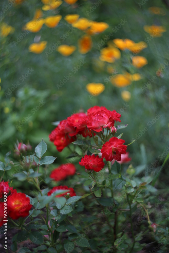 red rose in the garden