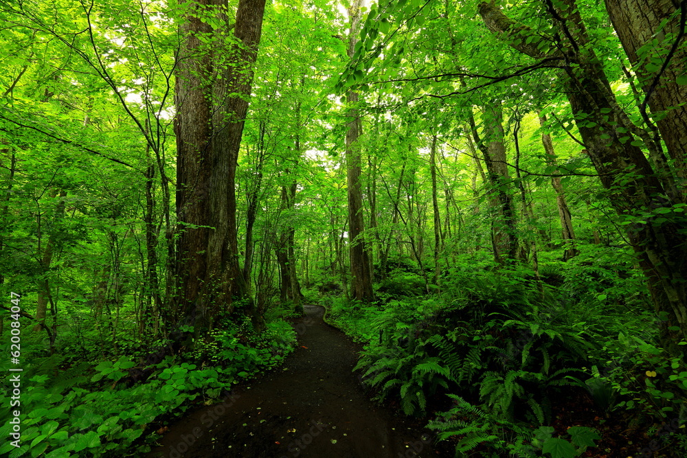 Hiking trails of Oirase River, located at Towada, Aomori, Japan Hiking trails of Oirase River, located at Towada, Aomori, Japan