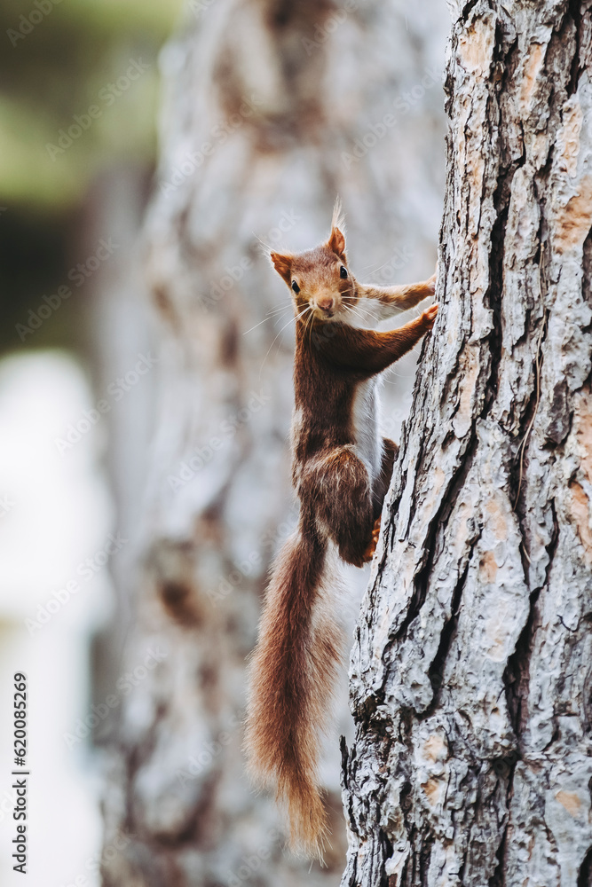 Fototapeta premium Petit écureuil roux dans un arbre