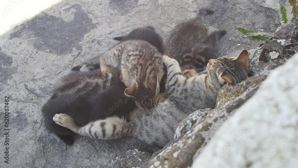 top-view-domestic-benkal-cat-mom-breastfeeds-her-many-little-kittens