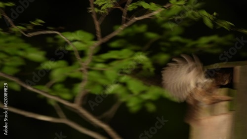 オオコノハズクの子育ての様子