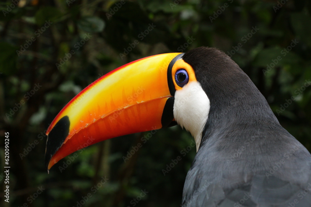 Fototapeta premium Toucan