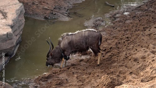 An African Nyala bull is drinking at waterhole in the iMfolozi Reserve. photo