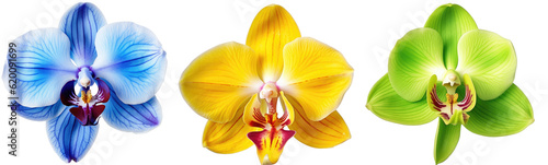 Flower collection, orchid blossom bundle (blue, yellow, green) isolated on white backgroundas transparent PNG, generative AI