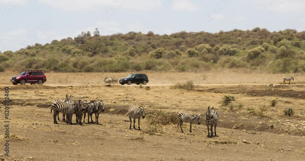 Zebra Herd In The Savannah With Off-road Vehicles Driving In The Background In Africa Zebra Herd In The Savannah With Off-road Vehicles Driving In The Background In Africa