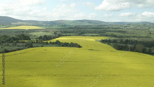 Rapeseeds harvest fields growing vigorously for oil production Wexford Ireland photo