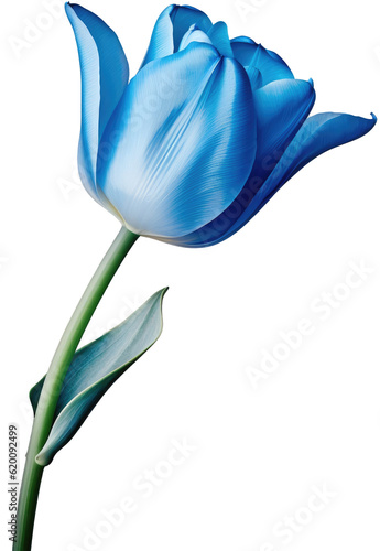 Blue tulip flower blossom isolated on white backgroundas transparent PNG photo