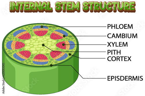 Internal structure of stem diagram photo