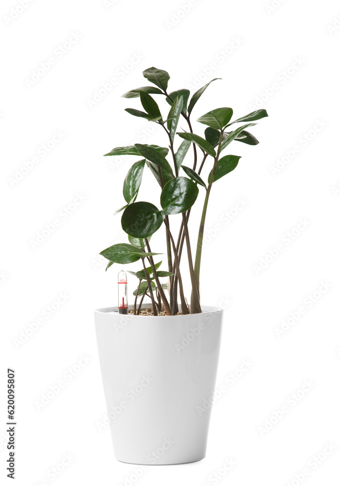 Smart white flower pot with watering system, water level indicator. Zamioculcas in a smart flowerpot.