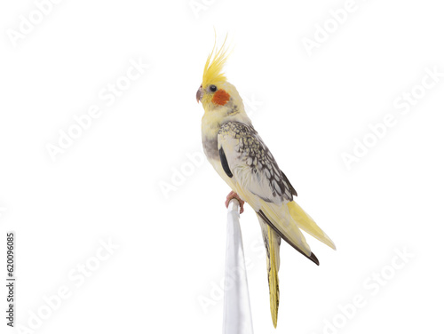 cockatiel (Nymphicus hollandicus) parrot isolated on white background