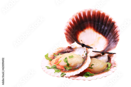 Fresh shell scallop isolated on white background photo