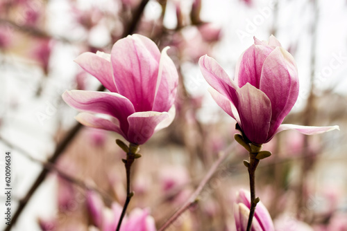 Sulange magnolia close-up on tree branch. Blossom of magnolia in springtime. Pink Chinese or saucer magnolia flowers tree. Tender pink flowers © watcherfox