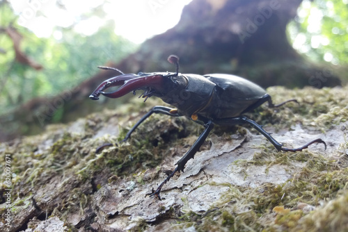 The stag beetle is completely harmless despite its massive jaws © Gonzalo