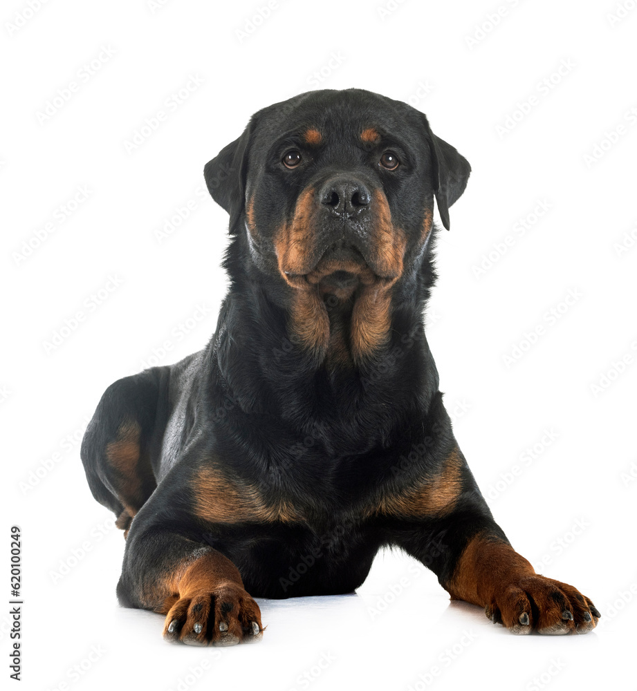 Fototapeta premium rottweiler in studio