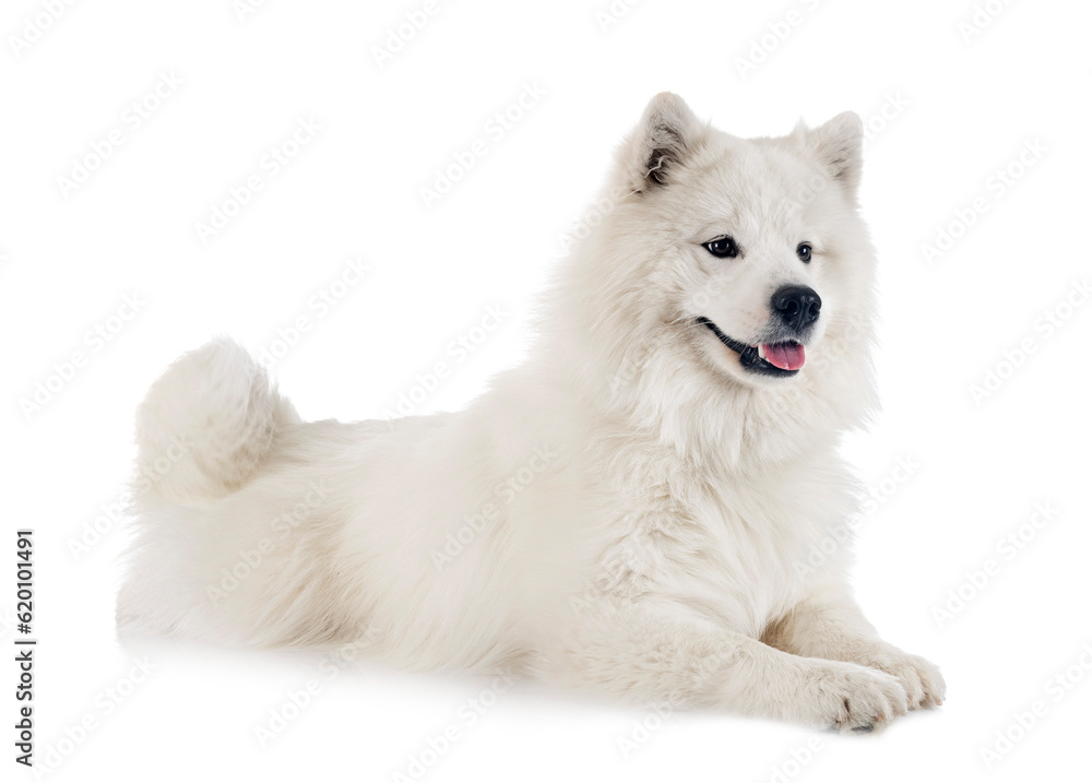 samoyed dog in studio samoyed dog in studio