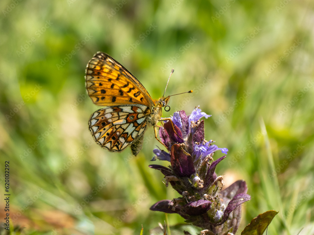 Pearl-bordered Fritillary on Bugle Pearl-bordered Fritillary on Bugle