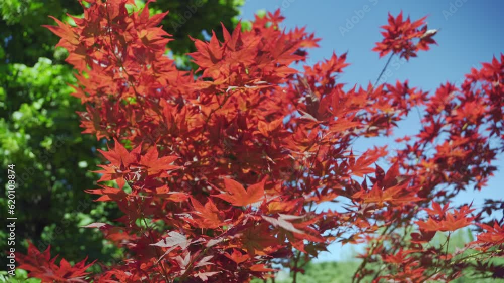 A Close up of Japanese palmate maple with its distinctive red leaves during the spring season. A Close up of Japanese palmate maple with its distinctive red leaves during the spring season.