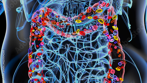 Abstract 3d anatomy view of the gut