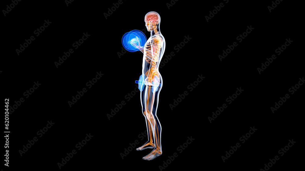3D Illustration of an Anatomy of a X-ray man doing Biceps Curls 3D Illustration of an Anatomy of a X-ray man doing Biceps Curls