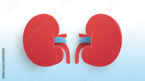 kidney, human renal design illustration