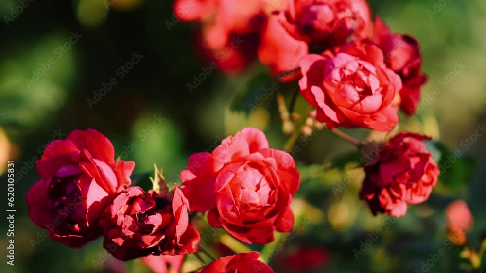 Close-up of Red Roses in Plantation. Red and Pink Flowers in Garden Close-up of Red Roses in Plantation. Red and Pink Flowers in Garden