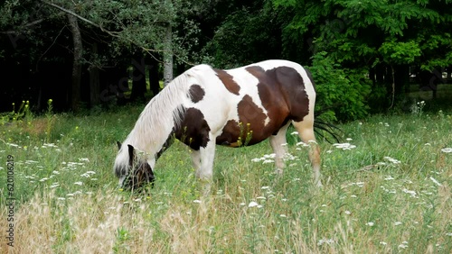 A pinto horse grazes in a clearing in tall grass