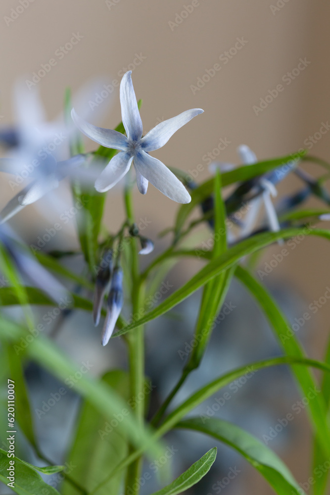 Obraz premium 春の草花