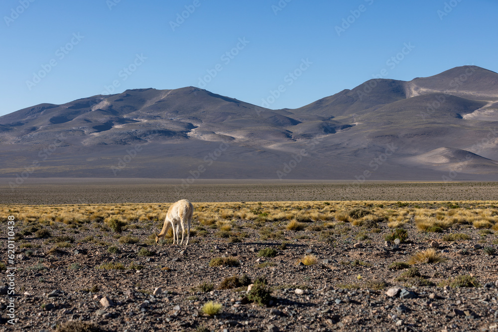 Vicuna in the remote Argentinian highlands - Traveling and exploring South America