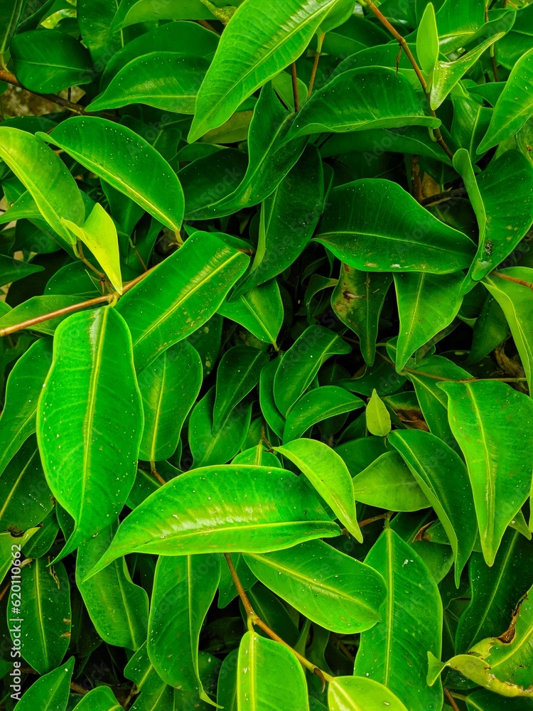 Green leaf background from a tree named Green leaf background from a tree named