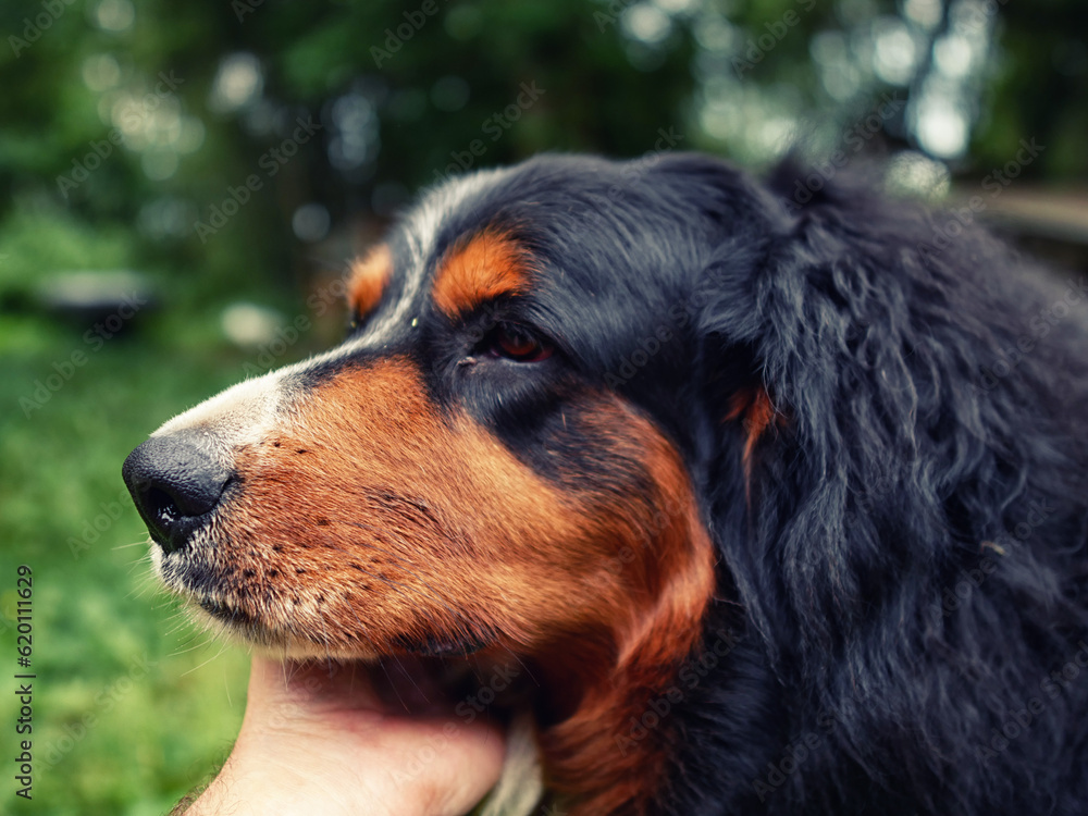 Close up portrait of handsome Bernese mountain dog in a rural country area and owner hand. Big and very social animal. King size pet of a house.