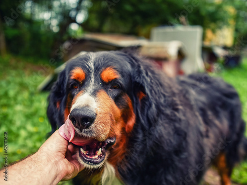 Close up portrait of handsome Bernese mountain dog in a rural country area and owner hand. Big and very social animal. King size pet of a house.