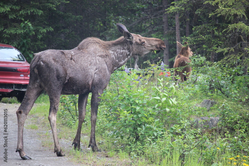 Fototapeta premium Alaskan Moose