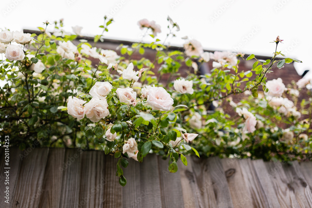 Wooden fence with creamy roses at the top - copy space Wooden fence with creamy roses at the top - copy space