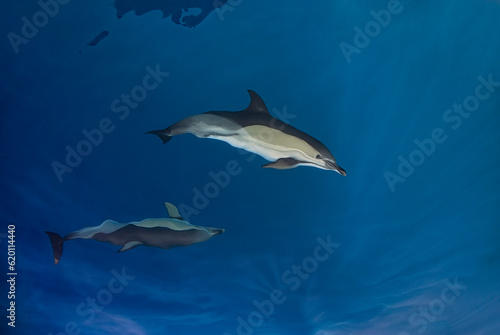 Top view of a couple of common dolphins (Delphinus delphis) in a clear and calm blue ocean..... © nicolas