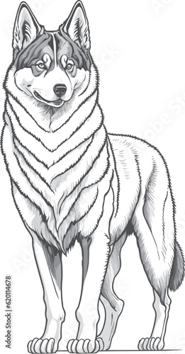 Vector dog outline,  Siberian Huskie