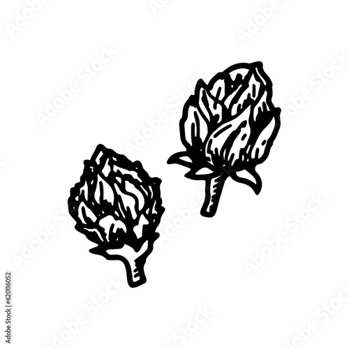 Cannabis bud.  Vintage vector illustration in sketch style. Marijuana plant flower