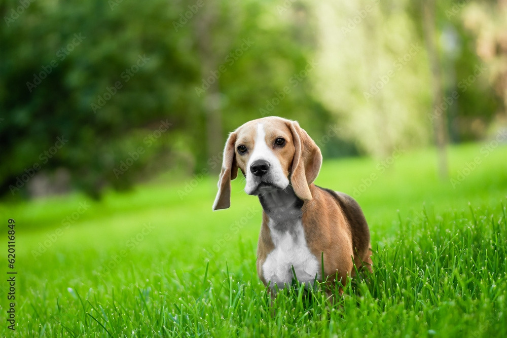 The beagle stands in the green grass field. Breed dog portrait. Happy Dog on the walk in the park. Cute pet walking in nature in summer day.
