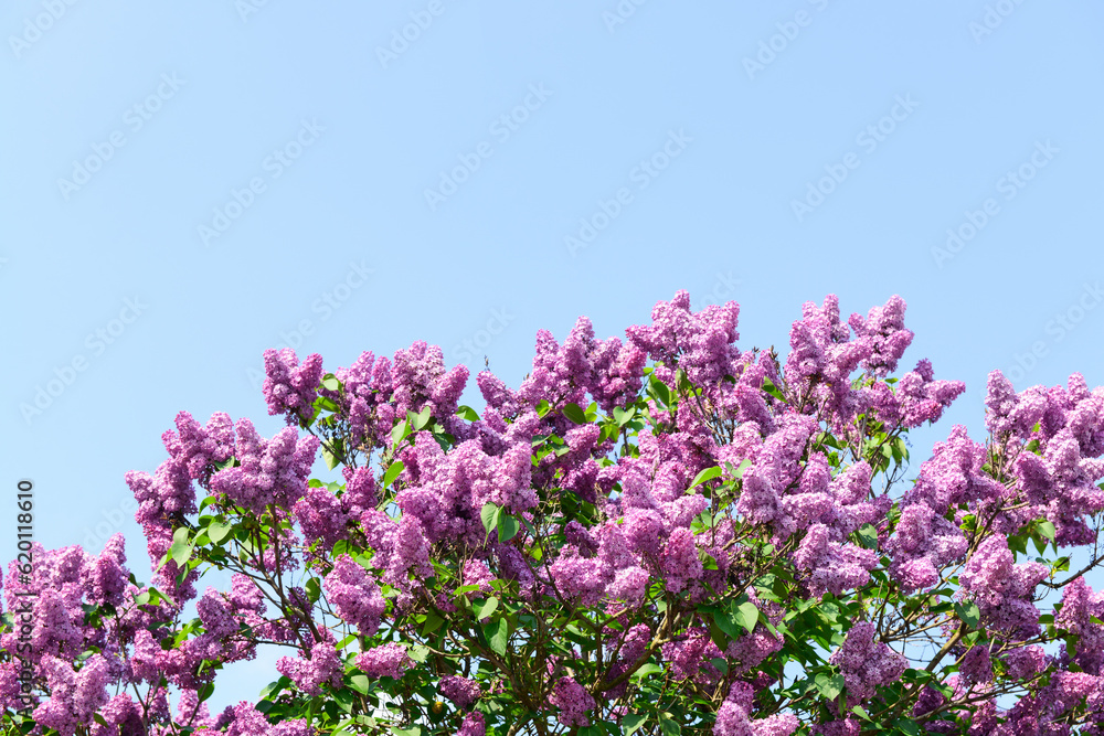 Beautiful violet lilac flowers on blue sky background