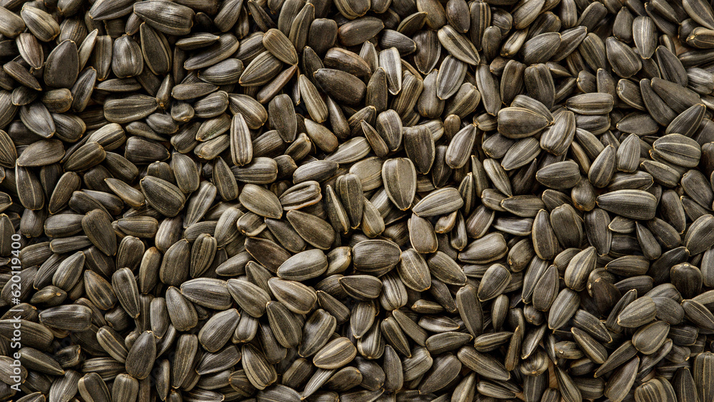Sunflower seeds background, backdrop of sunflower seeds for design Sunflower seeds background, backdrop of sunflower seeds for design