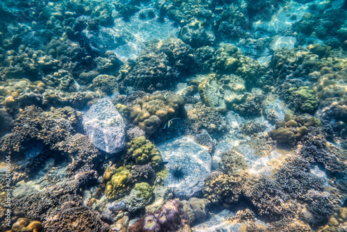 Fish and urchin living on coral reef in tropical sea