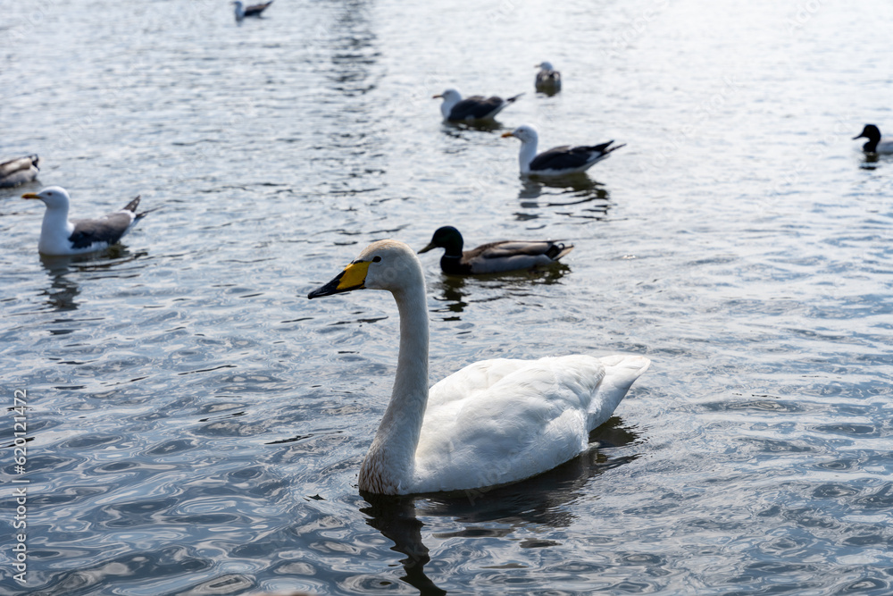 White mute swan (Cygnus olor) swimming in water with mallards and herring gulls in background White mute swan (Cygnus olor) swimming in water with mallards and herring gulls in background
