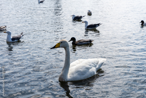 White mute swan  Cygnus olor  swimming in water with mallards and herring gulls in background