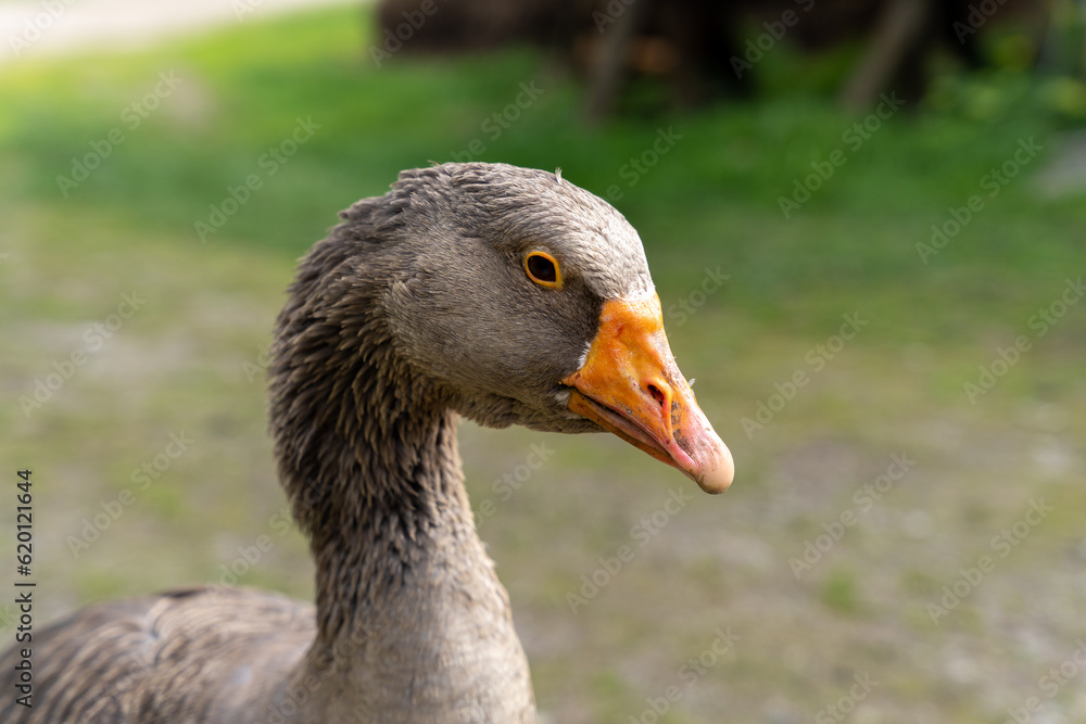 Portrait of domestic gray goose Portrait of domestic gray goose