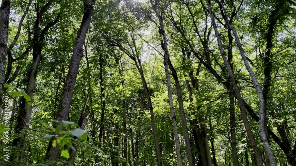 trees in the forest trees in the forest