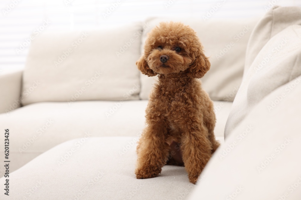 Cute Maltipoo dog sitting on comfortable sofa indoors, space for text. Lovely pet