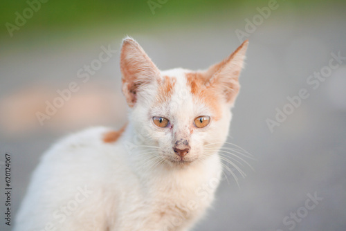 village cat portrait with blur background. outdoor cat photo